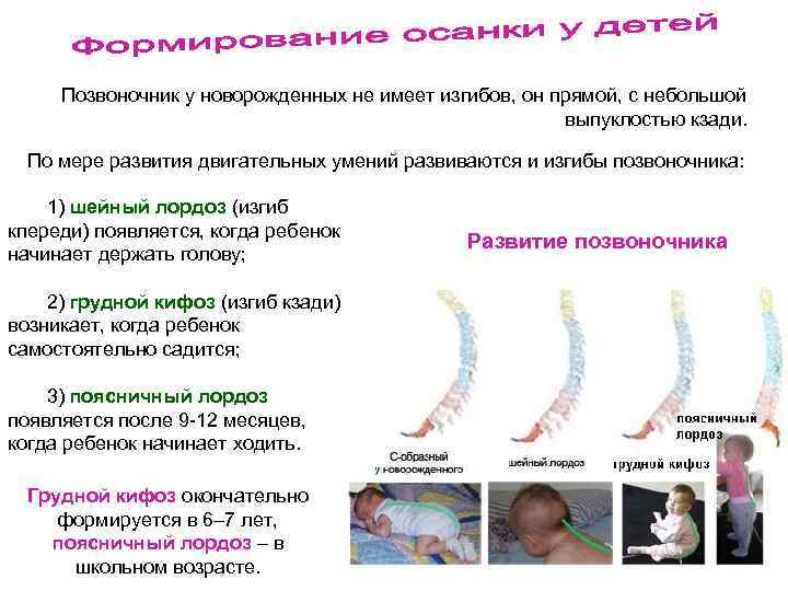 Позвоночник у новорожденных не имеет изгибов, он прямой, с небольшой выпуклостью кзади. По мере