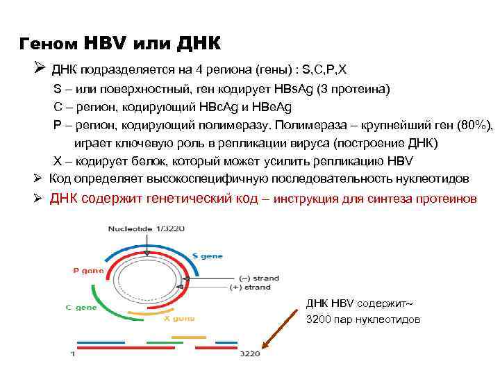 Геном HBV или ДНК Ø ДНК подразделяется на 4 региона (гены) : S, C,