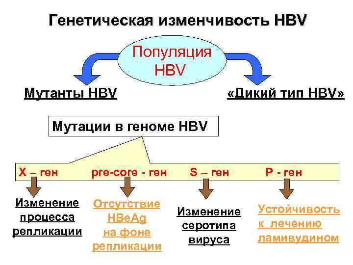 Генетическая изменчивость HBV Популяция HBV Мутанты HBV «Дикий тип HBV» Мутации в геноме HBV