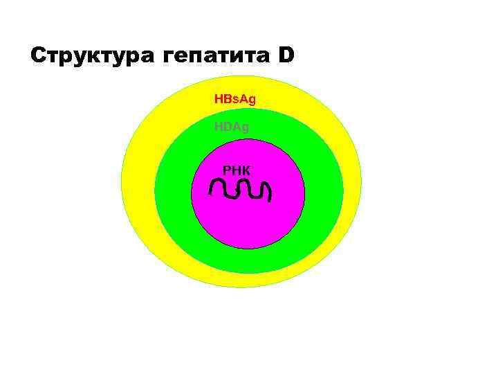 Структура гепатита D HBs. Ag HDAg РНК 