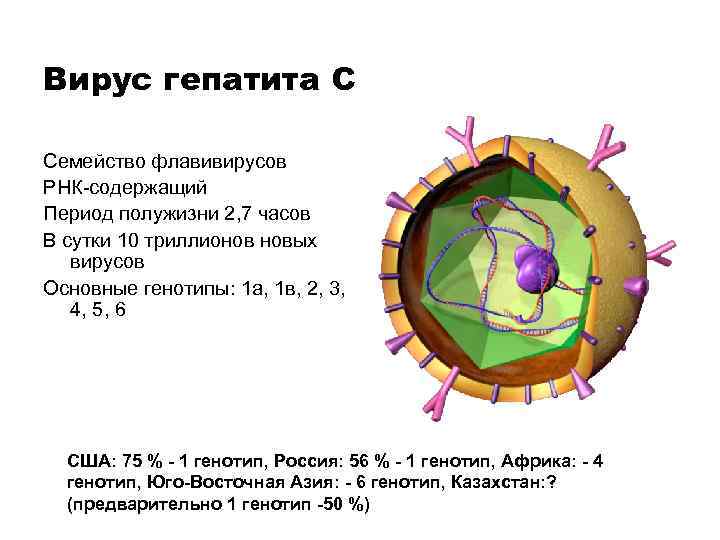 Вирус гепатита С Семейство флавивирусов РНК-содержащий Период полужизни 2, 7 часов В сутки 10