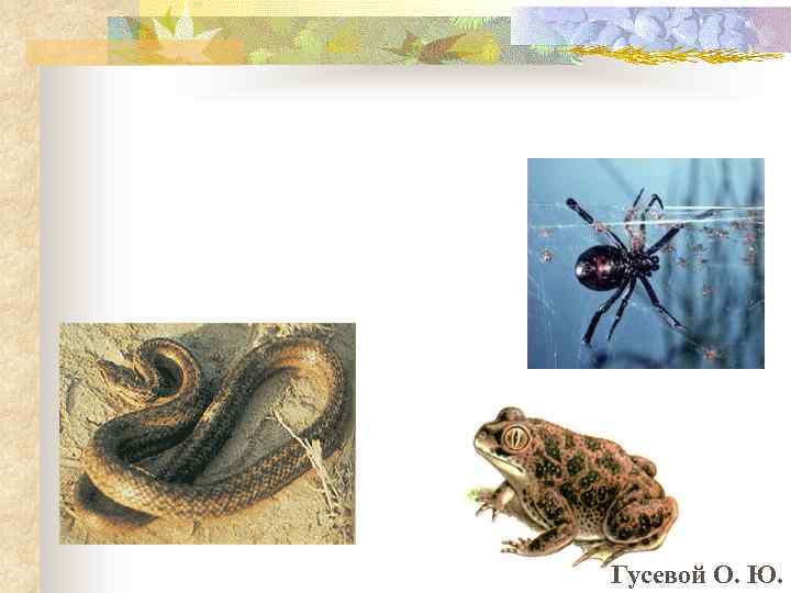 Гусевой О. Ю. 