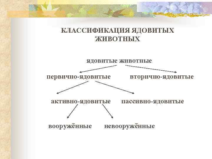 КЛАССИФИКАЦИЯ ЯДОВИТЫХ ЖИВОТНЫХ ядовитые животные первично-ядовитые активно-ядовитые вооружённые вторично-ядовитые пассивно-ядовитые невооружённые 