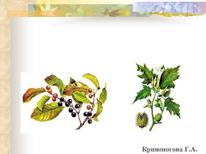 Кривоногова Г. А. 