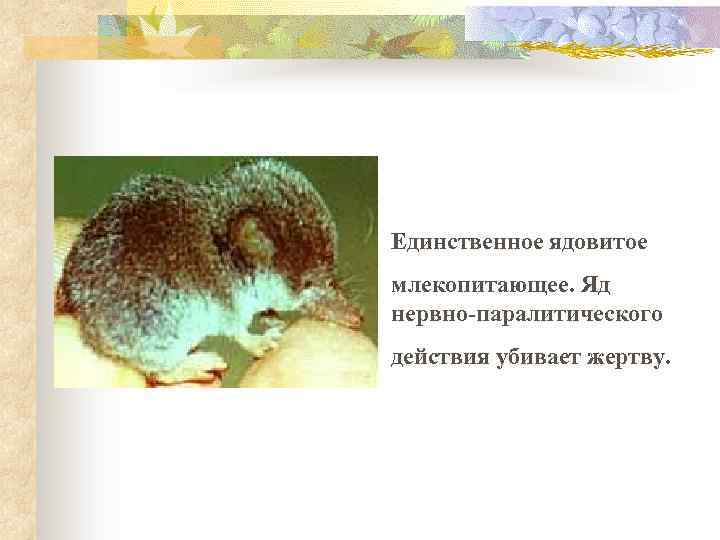 Единственное ядовитое млекопитающее. Яд нервно-паралитического действия убивает жертву. 