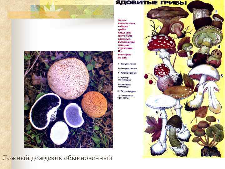 Ложный дождевик обыкновенный 