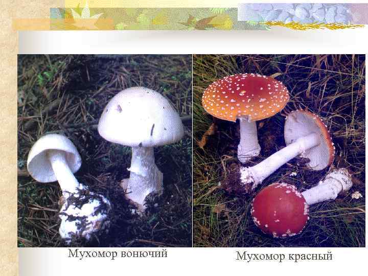 Мухомор вонючий Мухомор красный 