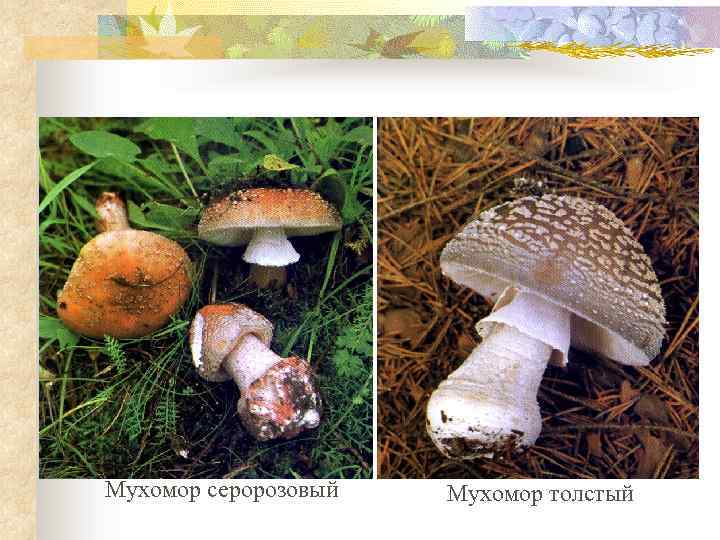 Мухомор серорозовый Мухомор толстый 