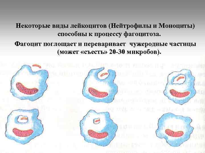 Некоторые виды лейкоцитов (Нейтрофилы и Моноциты) способны к процессу фагоцитоза. Фагоцит поглощает и переваривает