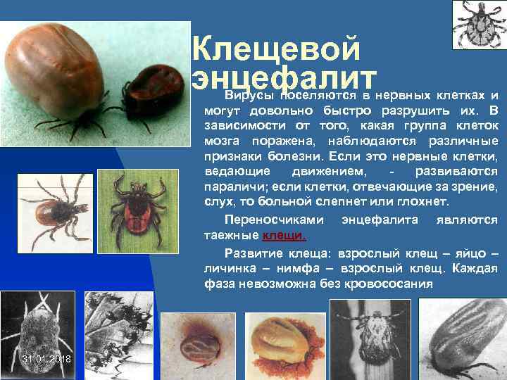 Клещевой энцефалит Вирусы поселяются в нервных клетках и могут довольно быстро разрушить их. В