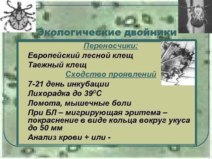 Экологические двойники Переносчики: Европейский лесной клещ Таежный клещ l Сходство проявлений 7 -21 день