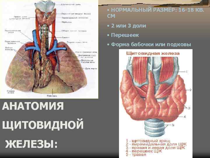  • НОРМАЛЬНЫЙ РАЗМЕР: 16 -18 КВ. СМ • 2 или 3 доли •