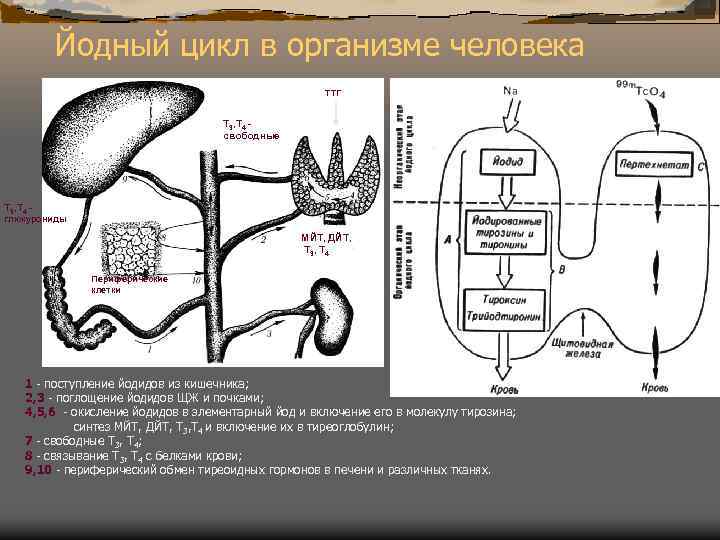 Йодный цикл в организме человека ТТГ Т 3, Т 4 свободные Т 3, Т