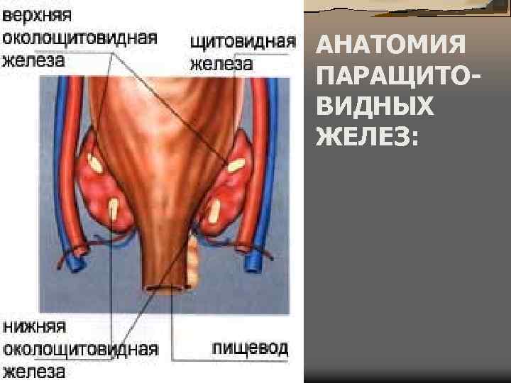 Паращитовидные железы анатомия фото