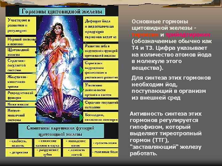 Основные гормоны щитовидной железы тироксин и трийодтиронин (обозначаемые обычно как Т 4 и Т