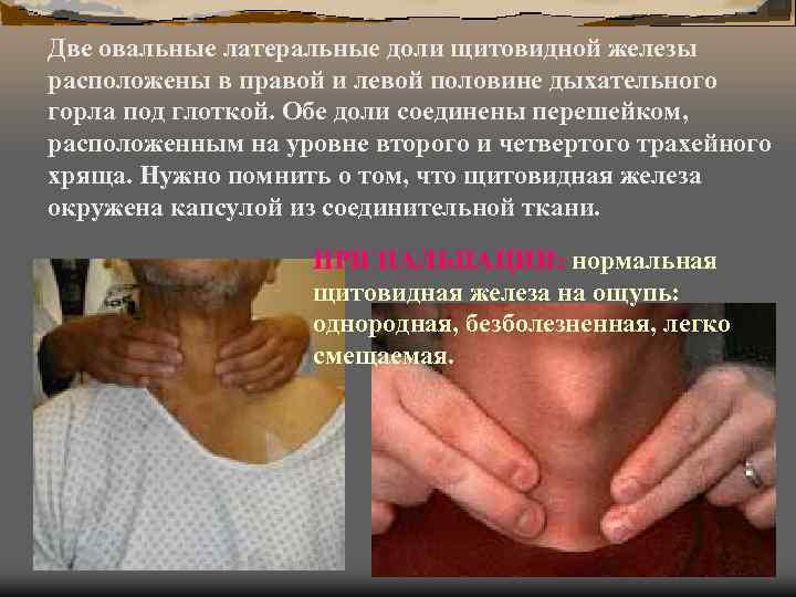 Две овальные латеральные доли щитовидной железы расположены в правой и левой половине дыхательного горла