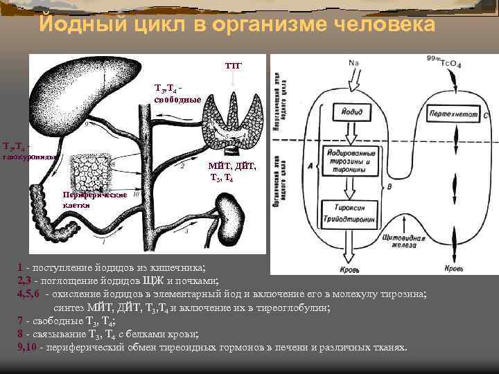 Йодный цикл в организме человека ТТГ Т 3, Т 4 свободные Т 3, Т