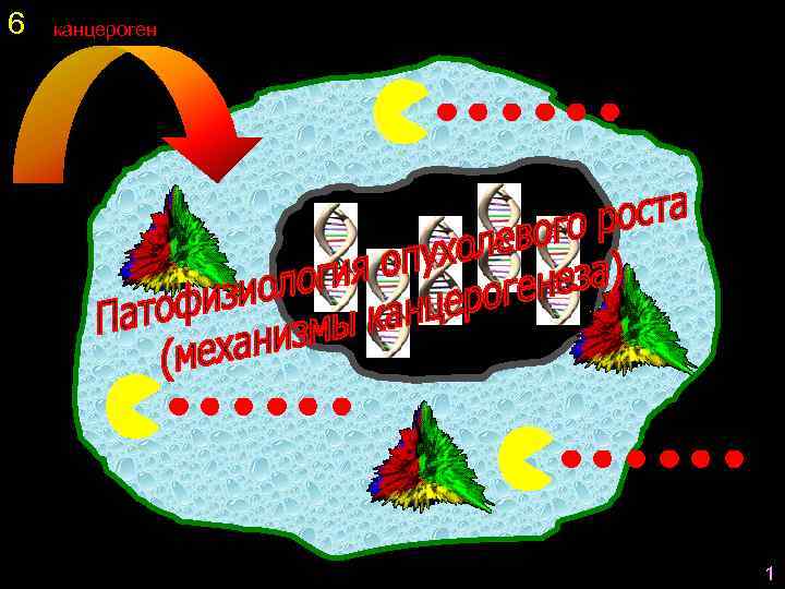 6 канцероген 1 