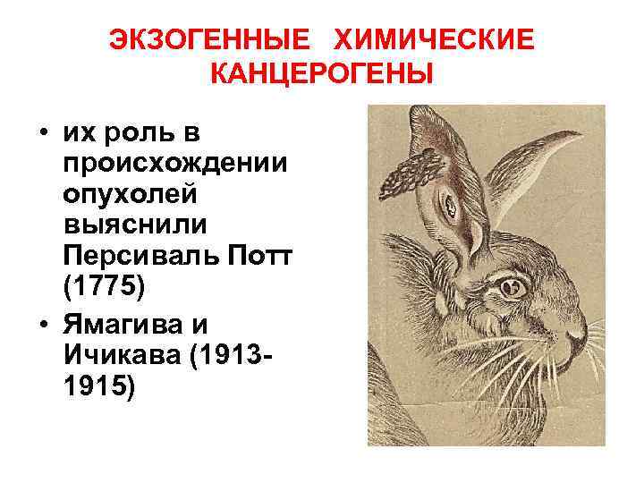 ЭКЗОГЕННЫЕ ХИМИЧЕСКИЕ КАНЦЕРОГЕНЫ • их роль в происхождении опухолей выяснили Персиваль Потт (1775) •