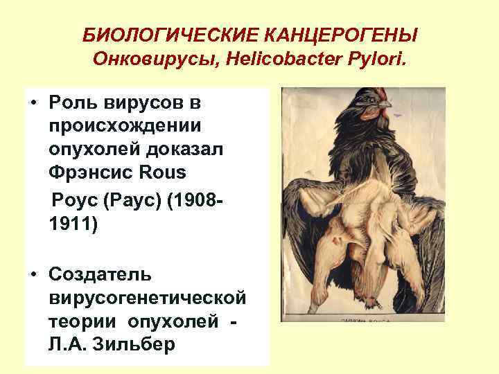 БИОЛОГИЧЕСКИЕ КАНЦЕРОГЕНЫ Онковирусы, Helicobacter Pylori. • Роль вирусов в происхождении опухолей доказал Фрэнсис Rous