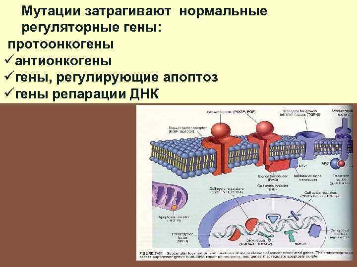 Мутации затрагивают нормальные регуляторные гены: протоонкогены üантионкогены üгены, регулирующие апоптоз üгены репарации ДНК 