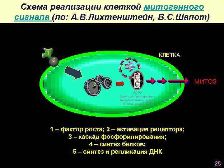 Схема реализации клеткой митогенного сигнала (по: А. В. Лихтенштейн, В. С. Шапот) 1 КЛЕТКА
