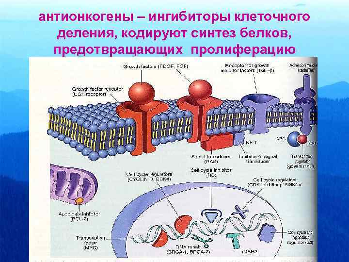 антионкогены – ингибиторы клеточного деления, кодируют синтез белков, предотвращающих пролиферацию 