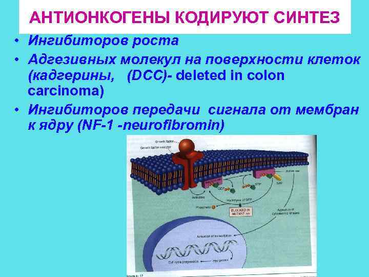 АНТИОНКОГЕНЫ КОДИРУЮТ СИНТЕЗ • Ингибиторов роста • Адгезивных молекул на поверхности клеток (кадгерины, (DCC)-