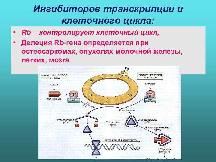 Ингибиторов транскрипции и клеточного цикла: • Rb – контролирует клеточный цикл, • Делеция Rb-гена