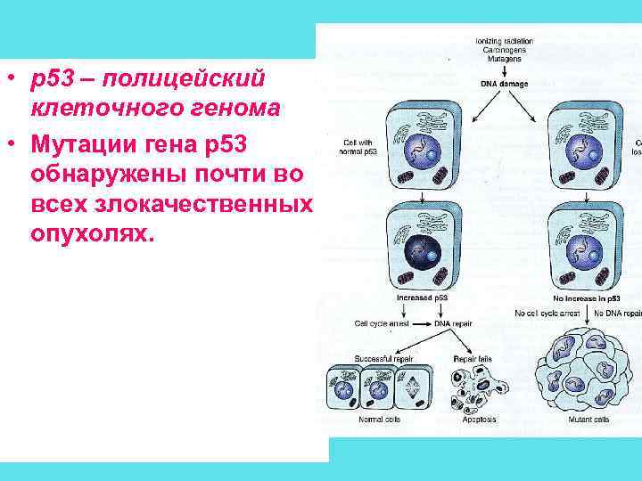  • p 53 – полицейский клеточного генома • Мутации гена р53 обнаружены почти