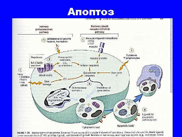 Апоптоз 