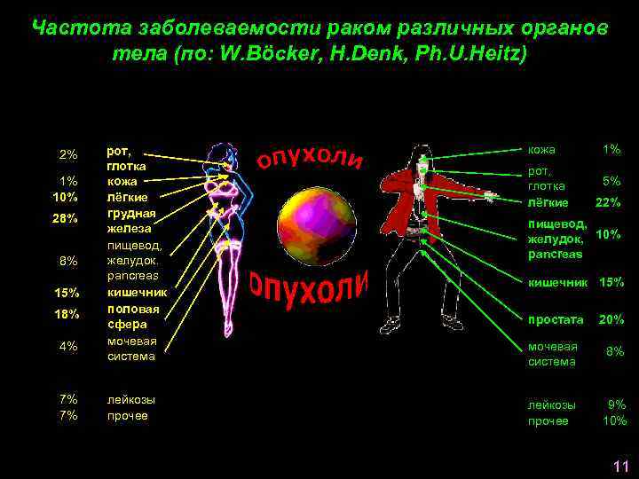 Частота заболеваемости раком различных органов тела (по: W. Böcker, H. Denk, Ph. U. Heitz)