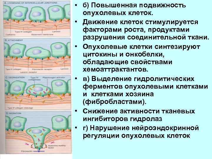  • б) Повышенная подвижность опухолевых клеток. • Движение клеток стимулируется факторами роста, продуктами