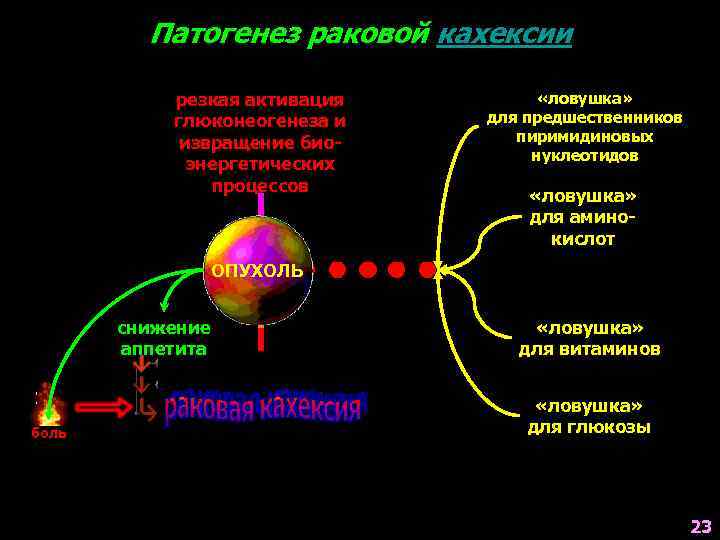 Патогенез раковой кахексии резкая активация глюконеогенеза и извращение биоэнергетических процессов «ловушка» для предшественников пиримидиновых