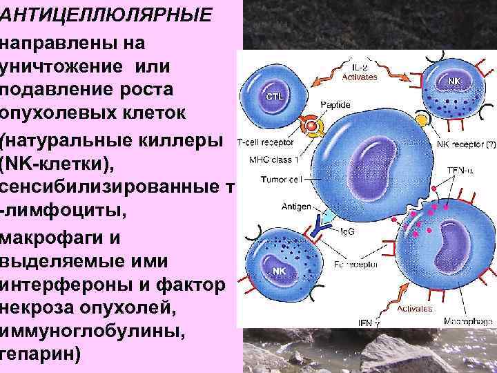 АНТИЦЕЛЛЮЛЯРНЫЕ направлены на уничтожение или подавление роста опухолевых клеток (натуральные киллеры (NK-клетки), сенсибилизированные т