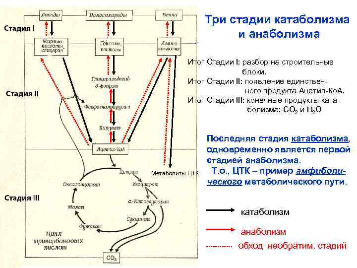 Схема общего пути катаболизма