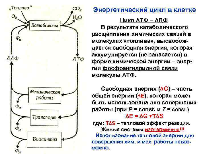 Энергетический цикл в клетке Цикл АТФ – АДФ В результате катаболического расщепления химических связей