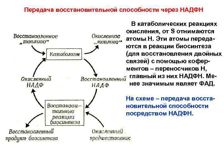 Передача восстановительной способности через НАДФН В катаболических реакциях окисления, от S отнимаются атомы Н.