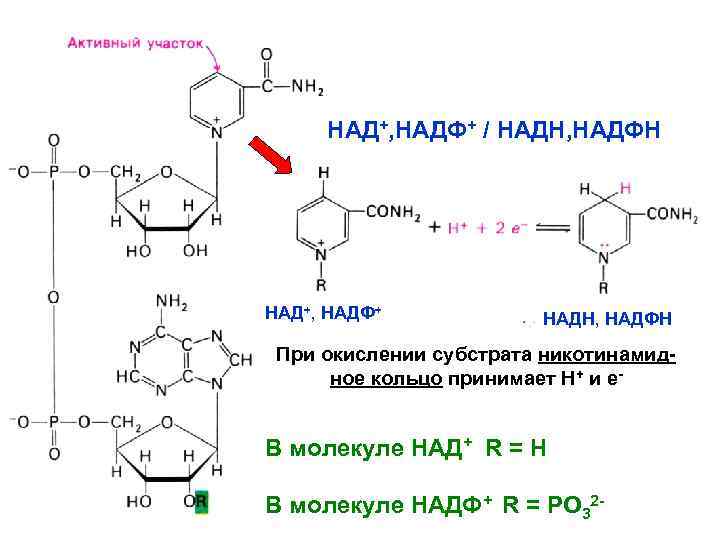 НАД+, НАДФ+ / НАДН, НАДФН НАД+, НАДФ+ НАДН, НАДФН При окислении субстрата никотинамидное кольцо