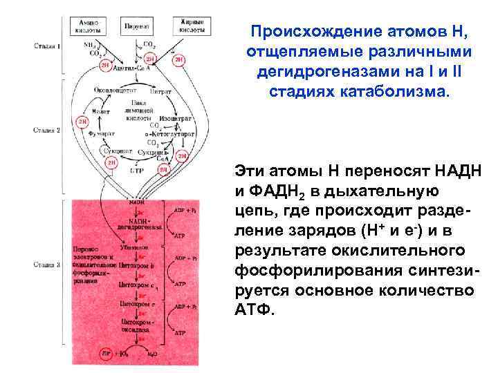 Происхождение атомов Н, отщепляемые различными дегидрогеназами на I и II стадиях катаболизма. Эти атомы