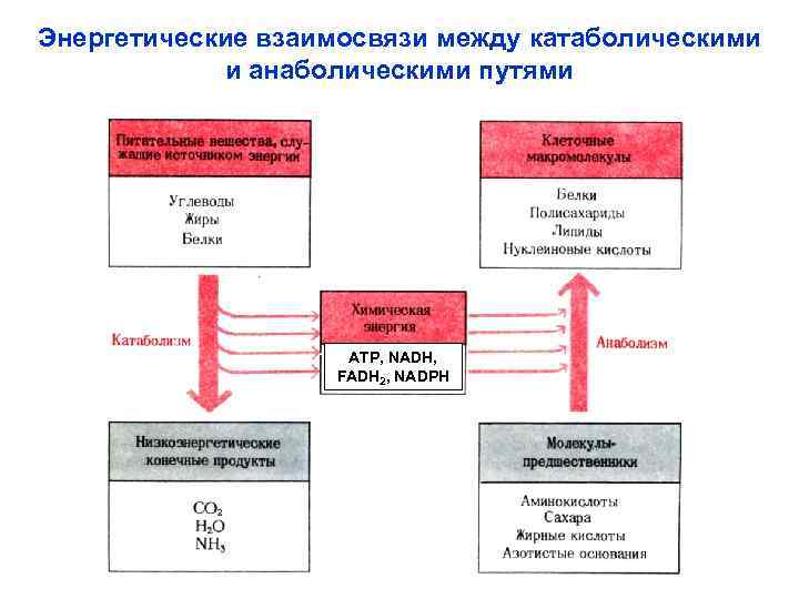 Энергетические взаимосвязи между катаболическими и анаболическими путями ATP, NADH, FADH 2, NADPH 