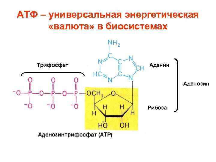 АТФ – универсальная энергетическая «валюта» в биосистемах Трифосфат Аденин Аденозин Рибоза 