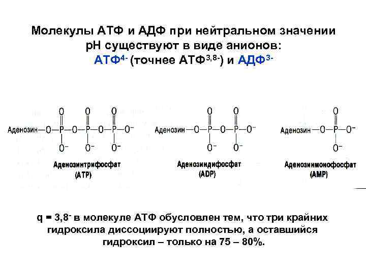 Молекулы АТФ и АДФ при нейтральном значении р. Н существуют в виде анионов: АТФ