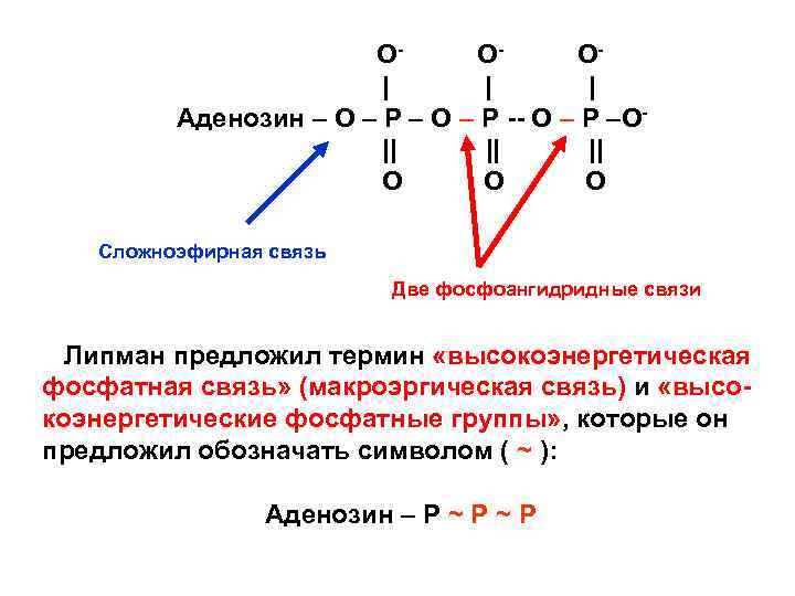 OOO| | | Аденозин – О – Р -- О – Р –О|| ||