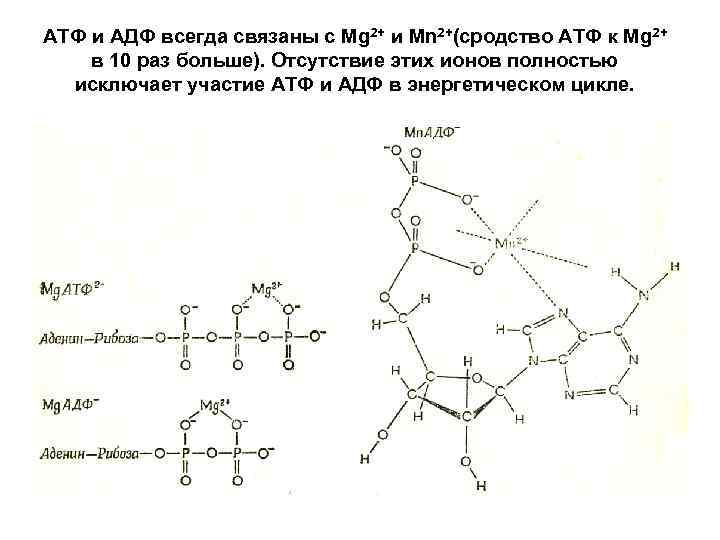 АТФ и АДФ всегда связаны с Mg 2+ и Mn 2+(сродство АТФ к Mg