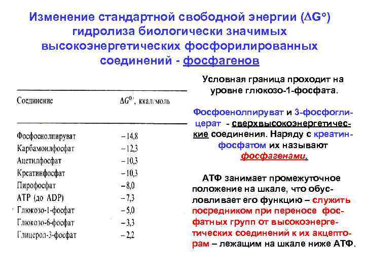 Изменение стандартной свободной энергии (DGo) гидролиза биологически значимых высокоэнергетических фосфорилированных соединений - фосфагенов Условная