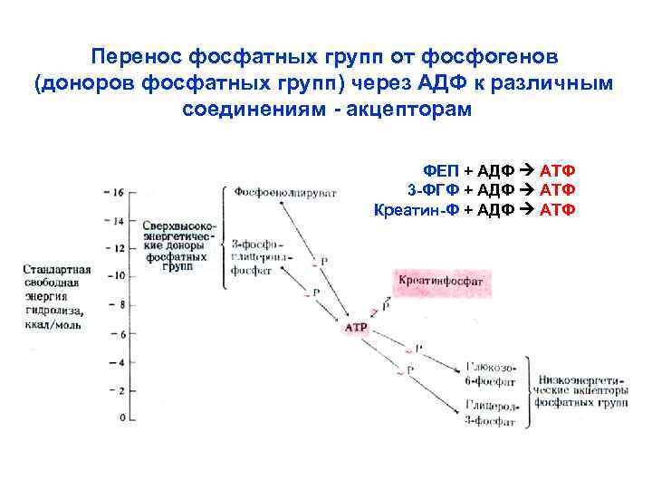Перенос фосфатных групп от фосфогенов (доноров фосфатных групп) через АДФ к различным соединениям -