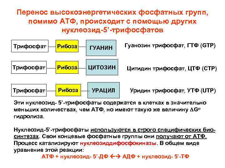 Перенос высокоэнергетических фосфатных групп, помимо АТФ, происходит с помощью других нуклеозид-5’-трифосфатов Гуанозин трифосфат, ГТФ