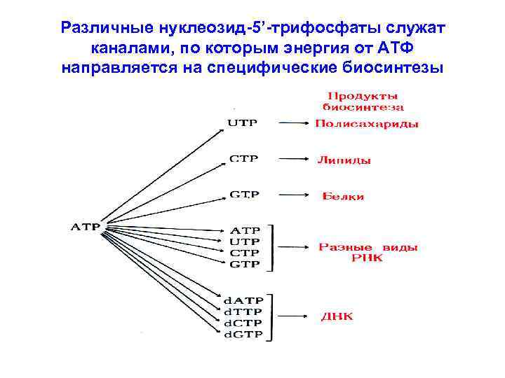 Различные нуклеозид-5’-трифосфаты служат каналами, по которым энергия от АТФ направляется на специфические биосинтезы 