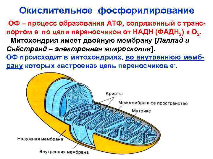 Окислительное фосфорилирование ОФ – процесс образования АТФ, сопряженный с транспортом е- по цепи переносчиков